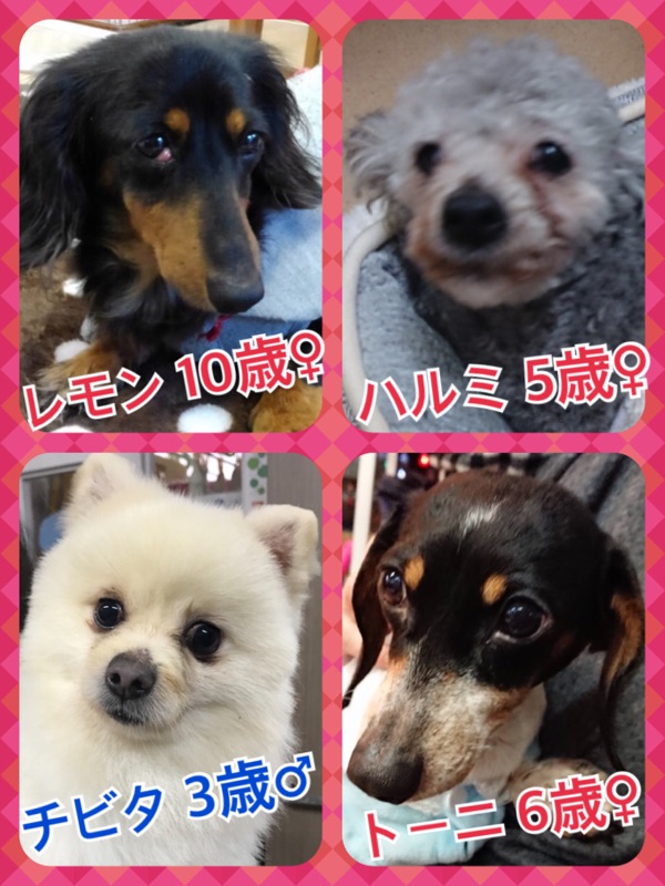 今日の里親募集中の子たち💕